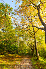 Obraz premium trekking path in the forest