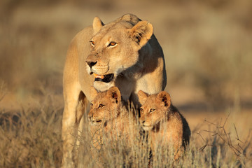 Obraz premium Lwica z młodymi lwami (Panthera leo) w świetle wczesnego poranka, pustynia Kalahari, RPA.