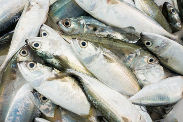 Fresh fish at the seafood market for sell
