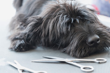  Schnauzer dog puppy lying on the grooming table - obrazy, fototapety, plakaty