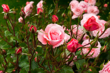 pink roses in garden