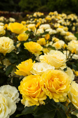 yellow roses