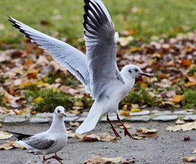 Seagulls flying over autumnal park