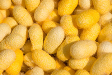 Cocoon silkworm background