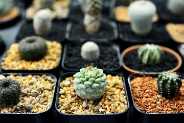 Cactus in the pots. Little Desert tree