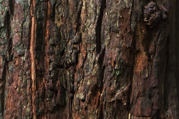 Dark brown tree bark texture