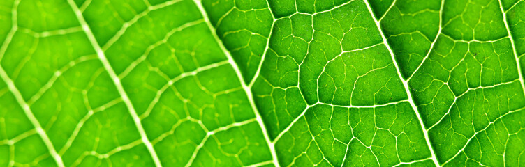 grüner Hintergrund Blatt lang banner