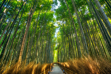 Obraz premium Bamboo Forest in Arashiyama, Kyoto.