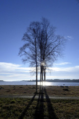 Birch tree 1