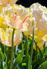 unusual yellow tulips with pink and green streaks