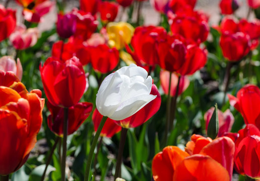 white tulip on a background of red