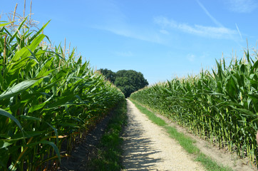 Cart track through corn field in rural Flanders