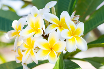 Fototapeta na wymiar White frangipani tropical flower, plumeria flower blooming on tree, spa flower
