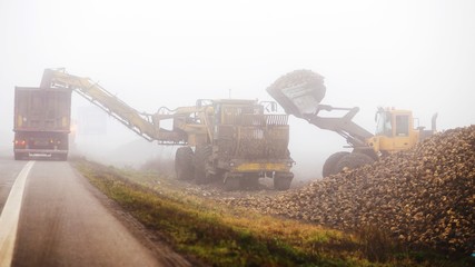 Harvesting shugar beet
