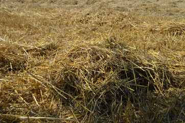 Piles of straw on a field after harvest