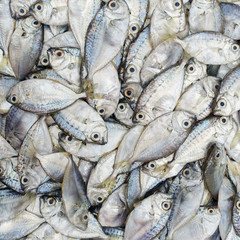 Fresh fish at the seafood market for sell