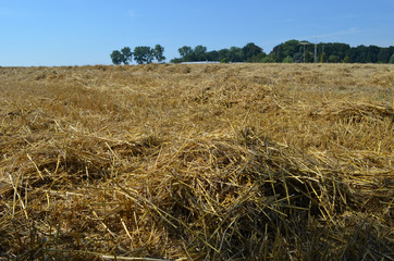 Piles of straw on a field after harvest