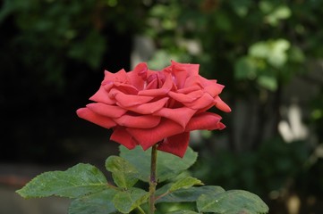 Rosa