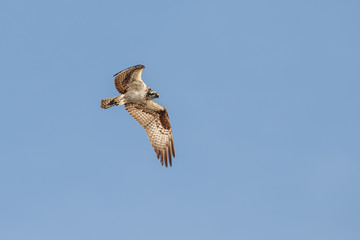 Osprey in flight in morning light
