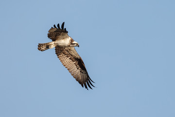 Osprey in flight in morning light