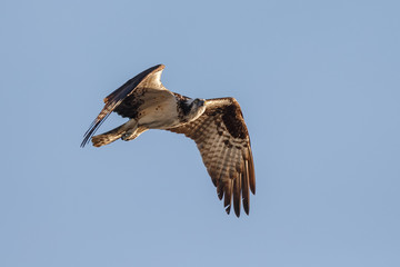 Osprey in flight in morning light