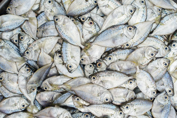 Fresh fish at the seafood market for sell