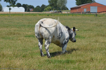 Fat black and white bull kneeling to sit down in meadow