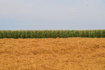 Fototapeta premium Field with yellow straw after harvest