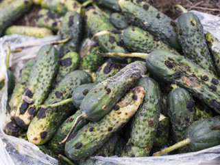 Piles of rotten cucumbers on the landfill