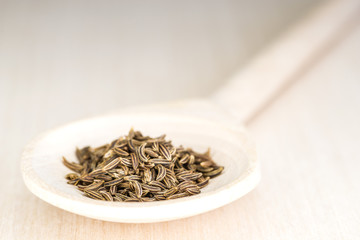 Kümmel, Carum carvi L.,Arnzeipflanze des Jahres 2016