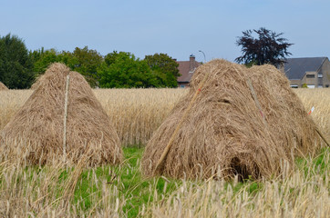 Pyramids of straw after harvest in wheat field