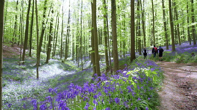 Tourists and local visitors in Halle Forest, a mystical forest in Belgium.