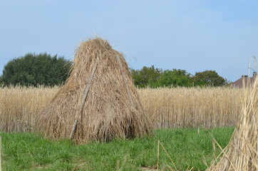 Pyramids of straw after harvest in rye field