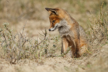 Red foxe cub in nature