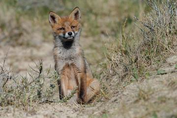 Red foxe cub in nature