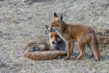 Naklejka na ściany i meble Red foxe cub in nature