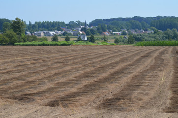 Rows of straw on a field after wheat harvest