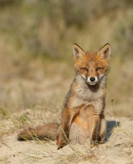 Red foxe cub in nature