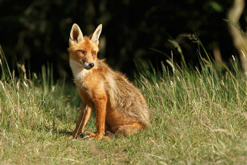 Red foxe cub in nature