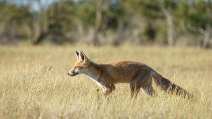 Red foxe cub in nature
