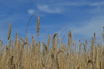 Rye crop on a field ready for harvest in summer