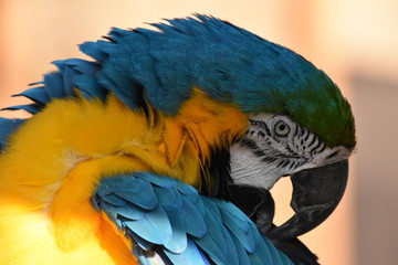 コンゴウインコ