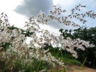 Grass flower and meadow