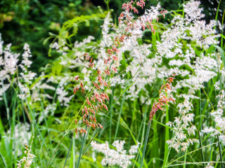 Grass flower and meadow