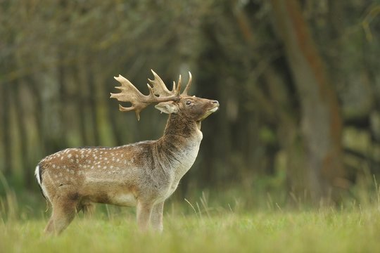 Fototapeta Fallow deer