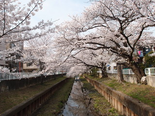 Fototapeta na wymiar 元住吉 渋川（二ヶ領用水）の満開の桜