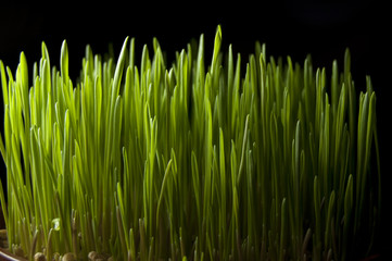 Fototapeta na wymiar Wheat plant in spring