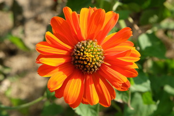 Orange zinnia flower Thai people called ban-chuen