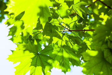 Green maple leaves in the sunshine