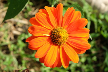 Orange zinnia flower Thai people called ban-chuen